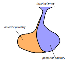 Pituitary gland representation