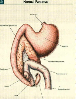 Normal pancreas