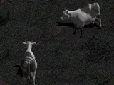 Vacas