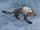 Prowler