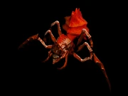 Diablo.3.classes.spider