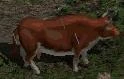 Cow livestock