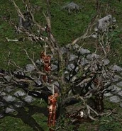 Two dead Rogues hang from a tree in the Burial Grounds.