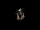 Carrion Bird