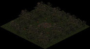Dark Wood Camp 2