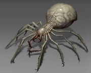 A spider