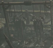 Vampire corpses on display