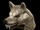 Wolf Head