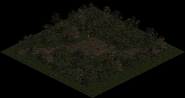 Dark Wood Camp 1