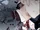Diabolik Lovers MORE,BLOOD/Ayato/Brutal Ending