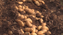 Monthball Potatoes