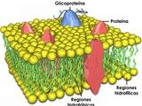 LA MEMBRANA PLASMÁTICA
