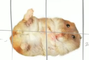 Flufferz