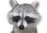 Raccoon Icon