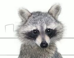 The Raccoon | Dick Figures Wiki | Fandom
