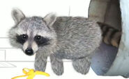 Raccoon 1