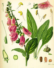 Digitalis purpurea