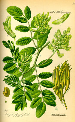 Illustration Astragalus glycyphyllos0.jpg