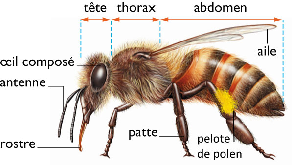 Anatomie de l'abeille (Appis mellifera)  Abeille, Infographie, La vie des  abeilles