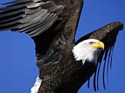Weißkopfseeadler