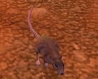 Ratte.jpg