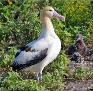 An Albatross