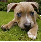 Perrito