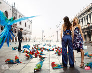 Tropical birds in St Mark’s Square, Venice