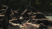 Cashmere Die Tribute Von Panem Wiki Fandom
