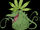 Weedmon/Gallery
