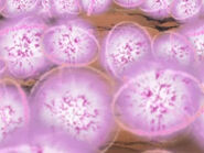 Datenbündel aus Digimon Tamers