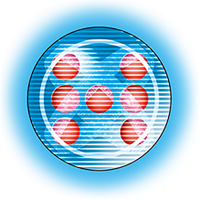 X-Antibody b