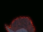 Sleipmon.gif