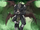 Cyberdramon