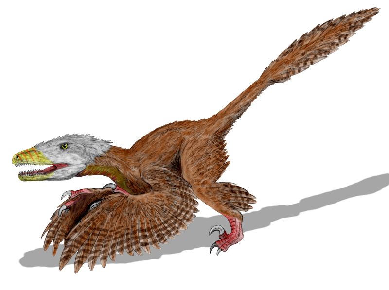 Deinonychus - Simple English Wikipedia, the free encyclopedia