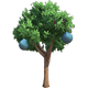 Quandong Tree