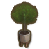 Potted Lilly Pilly NPC Jobs Melvin Furniture Recycling Bin