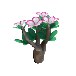 Desert Rose