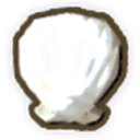 Scallop Shell