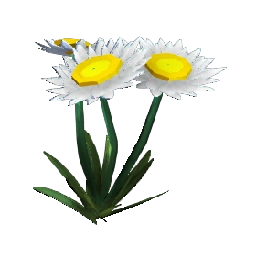 White Paper Daisy