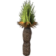 Grass Tree