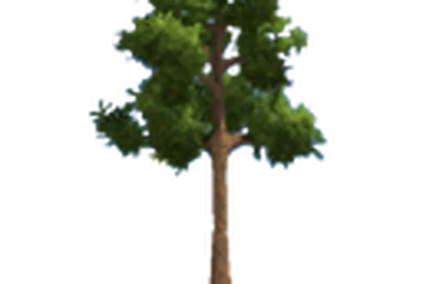 Plants | Dinkum Wiki | Fandom