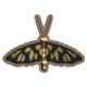 Tiger Moth BushlandsPlains, Night Autumn Winter
