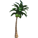 Coconut Tree
