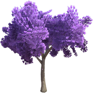 Jacaranda Tree