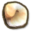 Tonnidae Shell