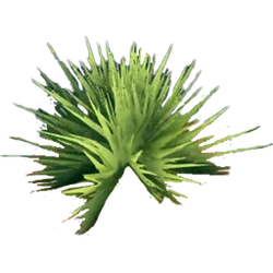 Plants | Dinkum Wiki | Fandom