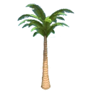 Palm Tree
