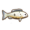 Barcoo Grunter
