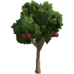 eugenia plant Topiary Eugenia Cone, Pyramid Tree